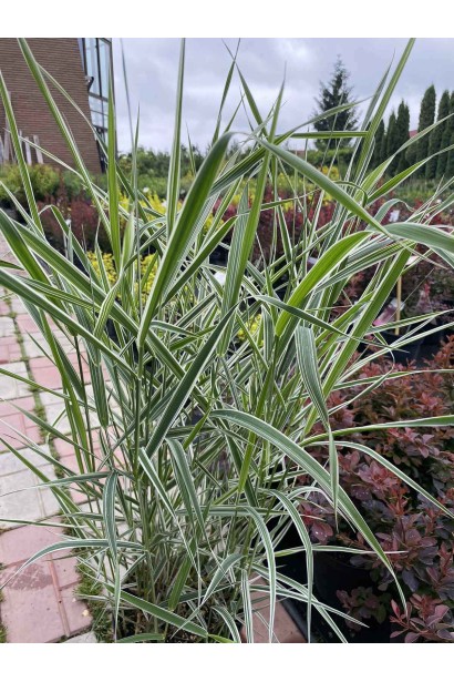 Фаляріс тростинний/Канареєчник - 3л/вис.60-70см/Ø20-30см